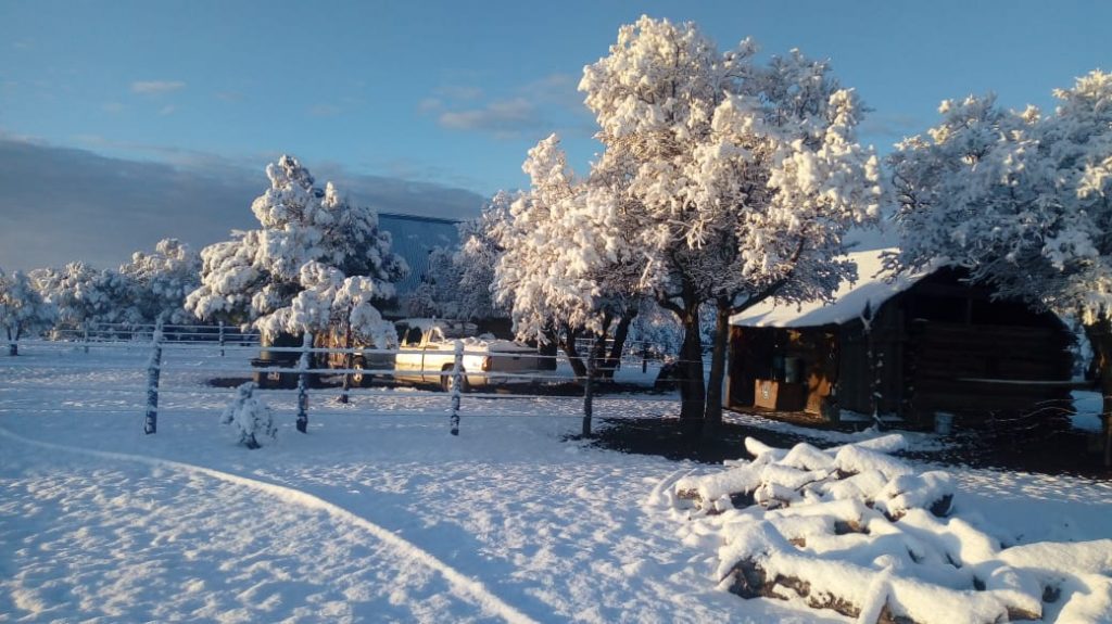 Cubrió nevada a todo Nuevo Casas Grandes – Noticias de Chihuahua – La  Parada Digital
