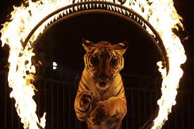 https://laparadadigital.com/wp-content/uploads/2019/07/circo-tigre.jpg