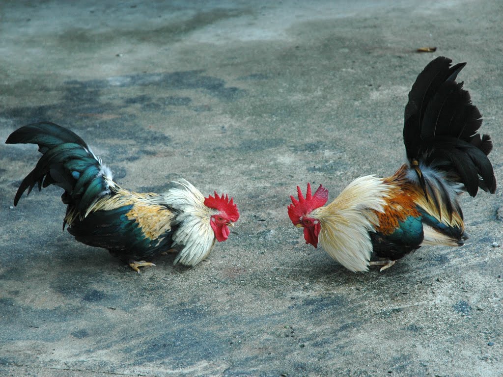 peleas de gallos