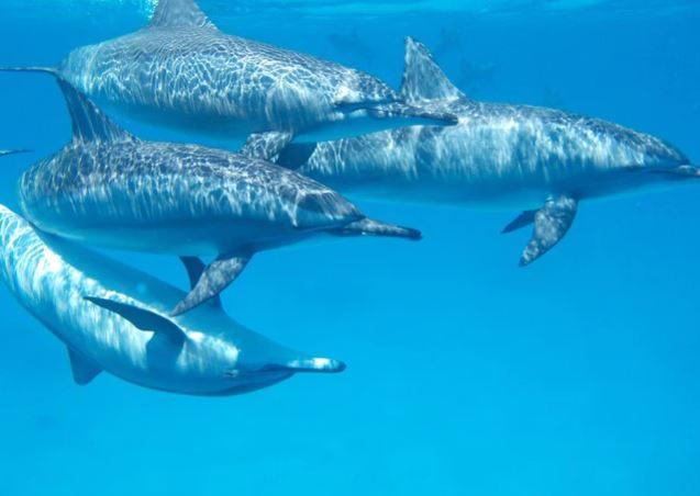Rusia estaría utilizando delfines militares contra Ucrania – Noticias de  Chihuahua – La Parada Digital
