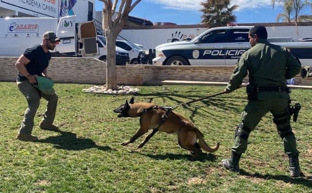 perro policia municipal