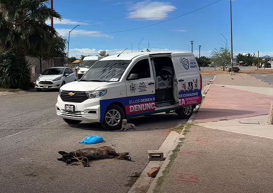 perro muerto