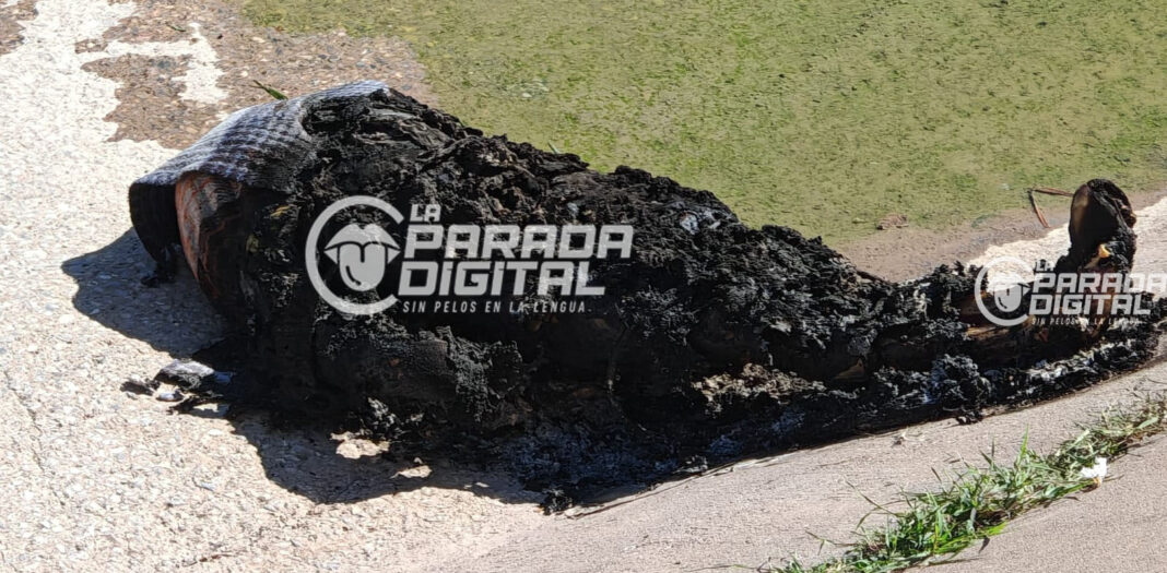 muerto canal1