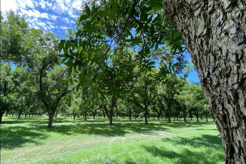 nogaleras el sauz