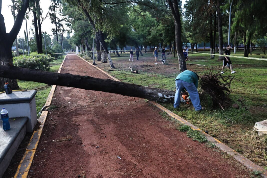 arboles1